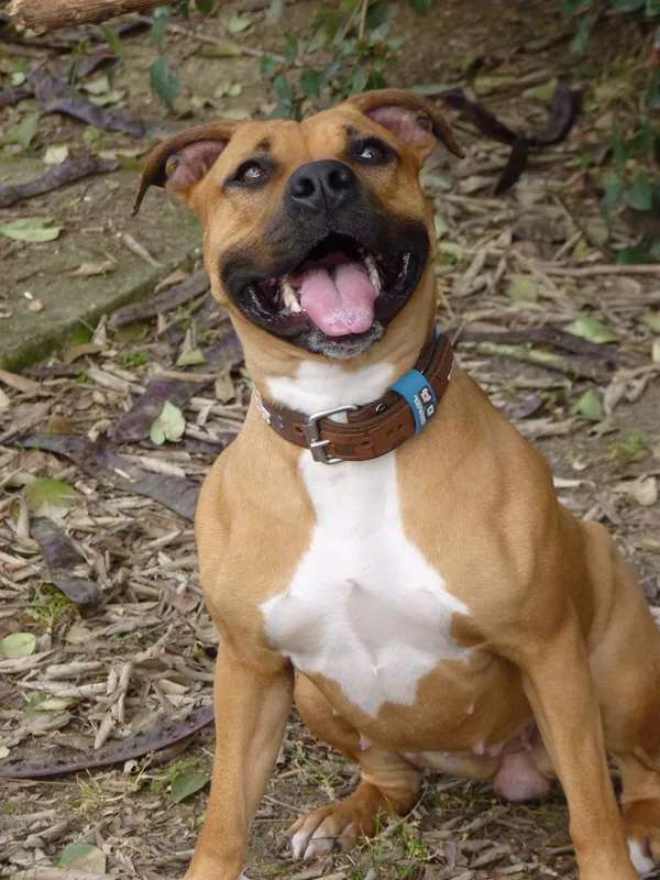 American Staffordshire Terrier photo thumbnail 4