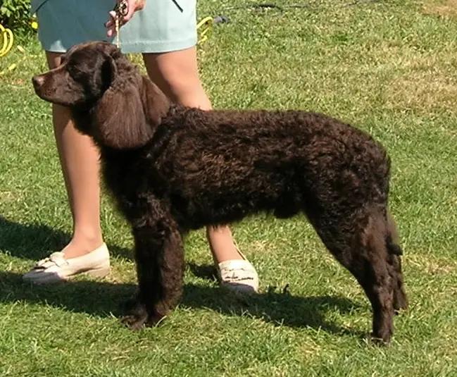 American Water Spaniel, a 89% match to Vizsla