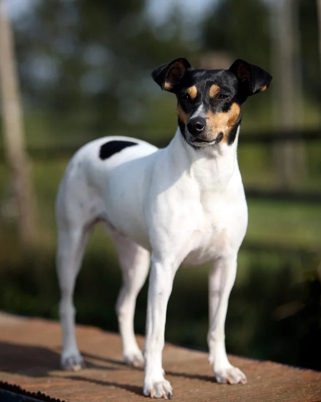 Andalusian Terrier - Hound breed known for being Affectionate and Energetic