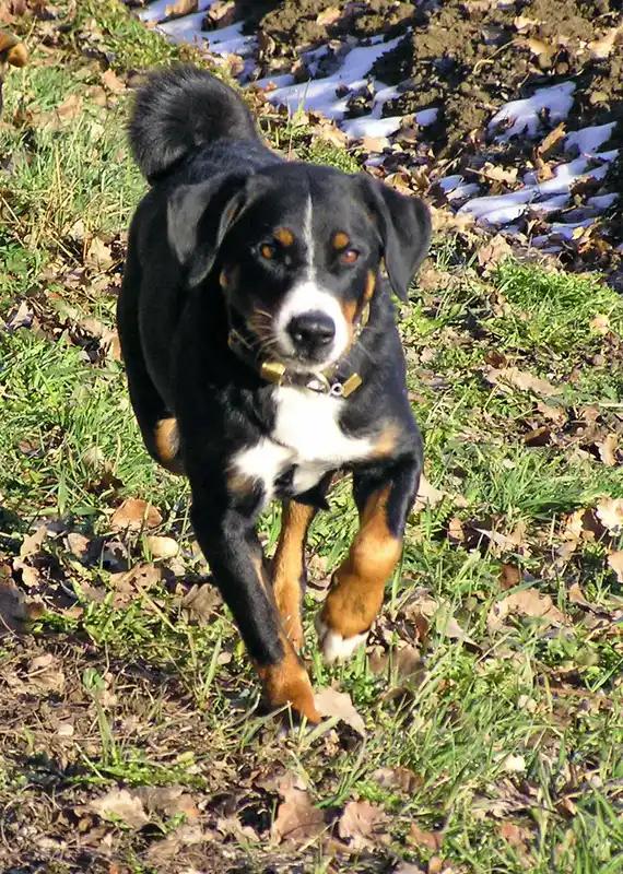 Appenzeller Sennenhund, a 88% match to Hovawart