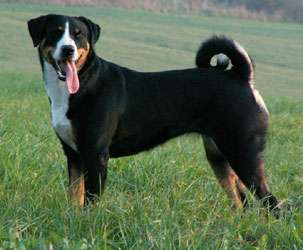 Appenzeller Sennenhund photo thumbnail 2
