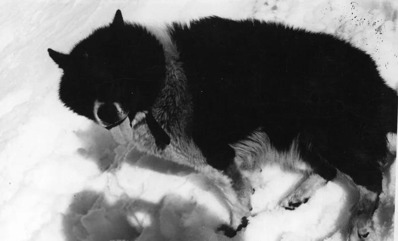 Argentine Polar Dog, a 85% match to Mackenzie River Husky