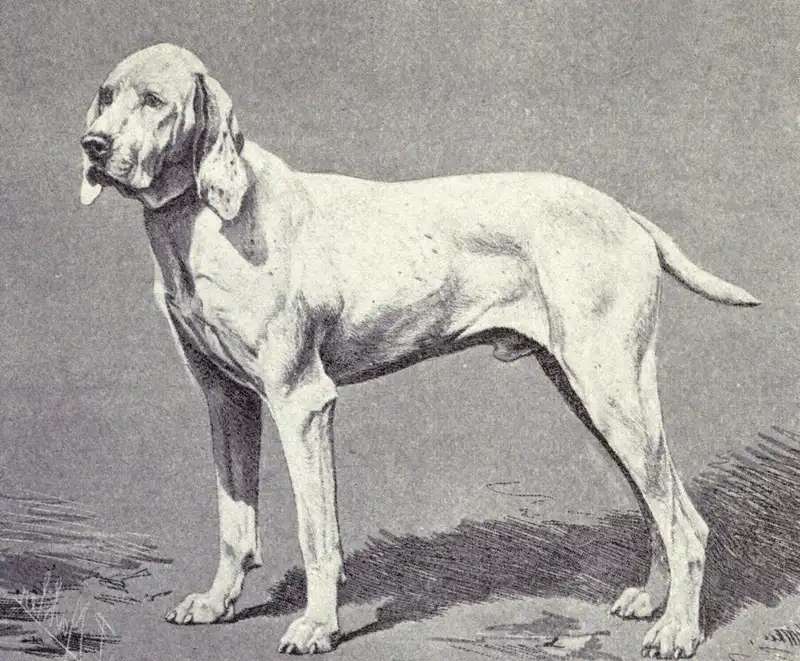 Ariege Pointer photo thumbnail 1