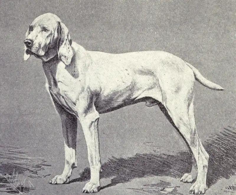 Ariege Pointer - Gun Dog dog breed