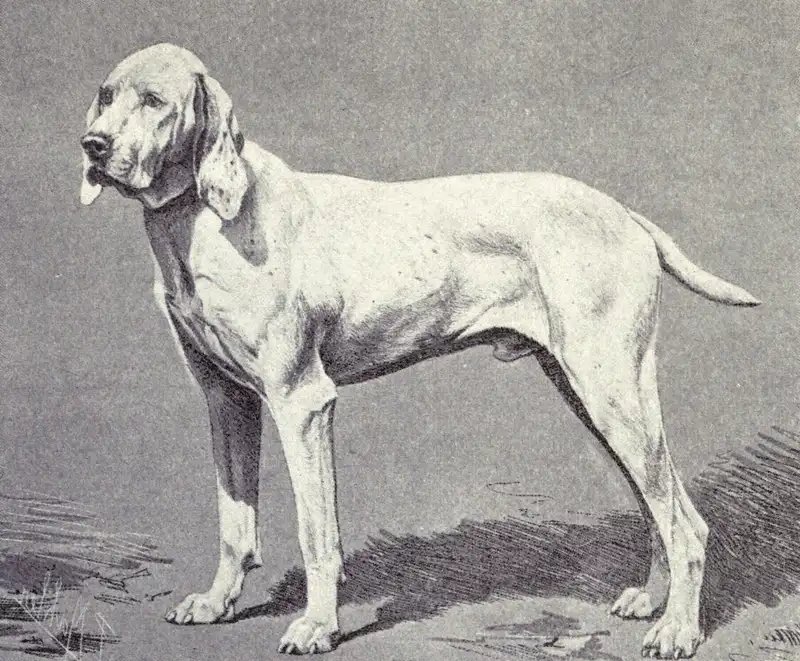 Ariege Pointer - Gun Dog breed known for being Energetic and Independent