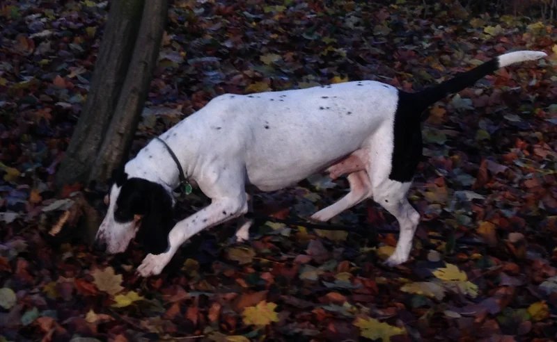 Ariegeois - Hound breed known for being Affectionate and Energetic
