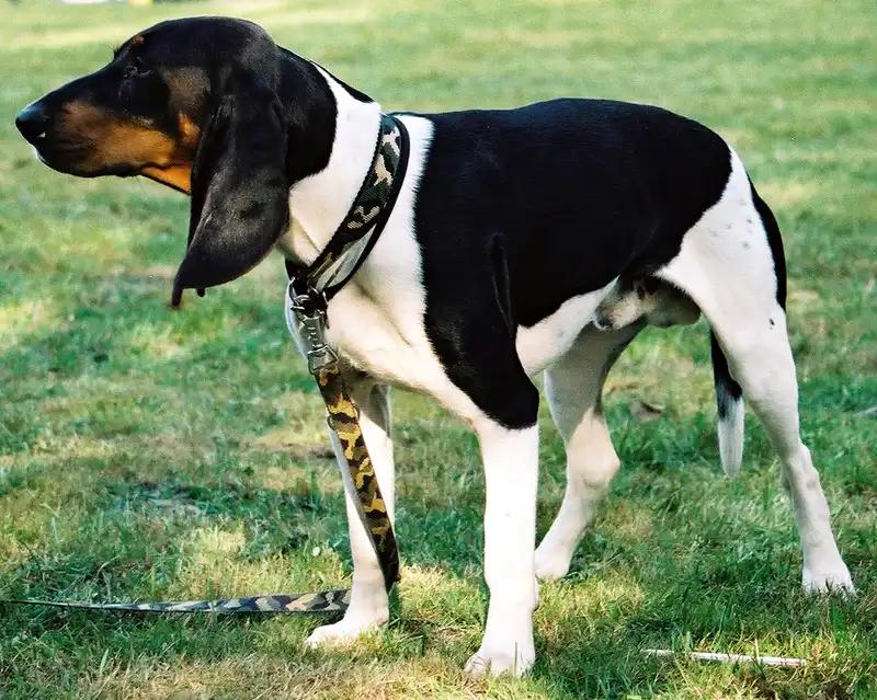 Ariegeois, a 90% match to Mountain Cur