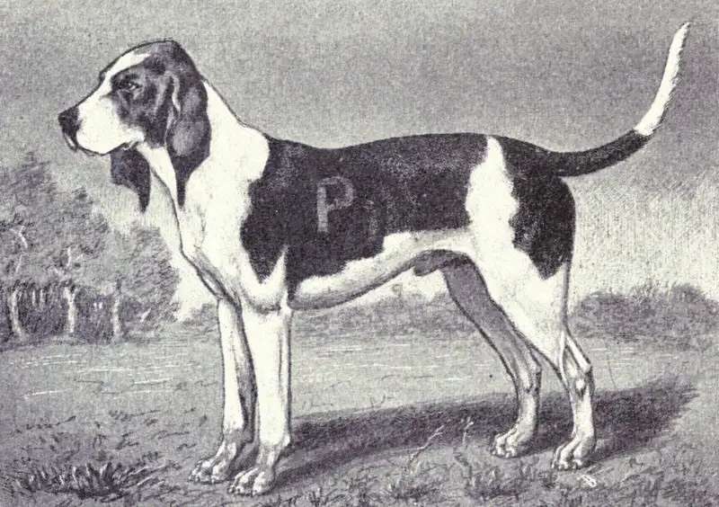Artois Hound photo thumbnail 1