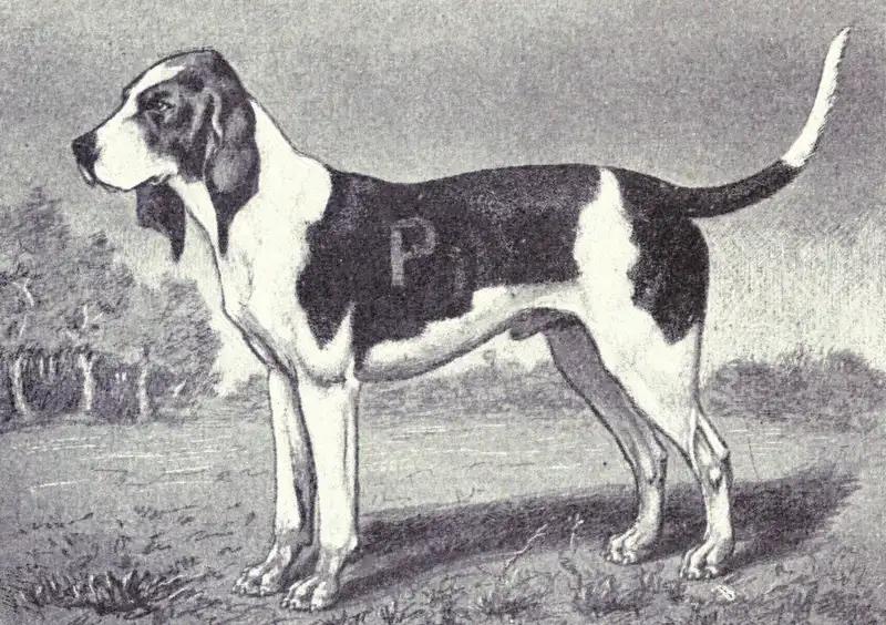 Artois Hound, a 88% match to Alpine Dachsbracke