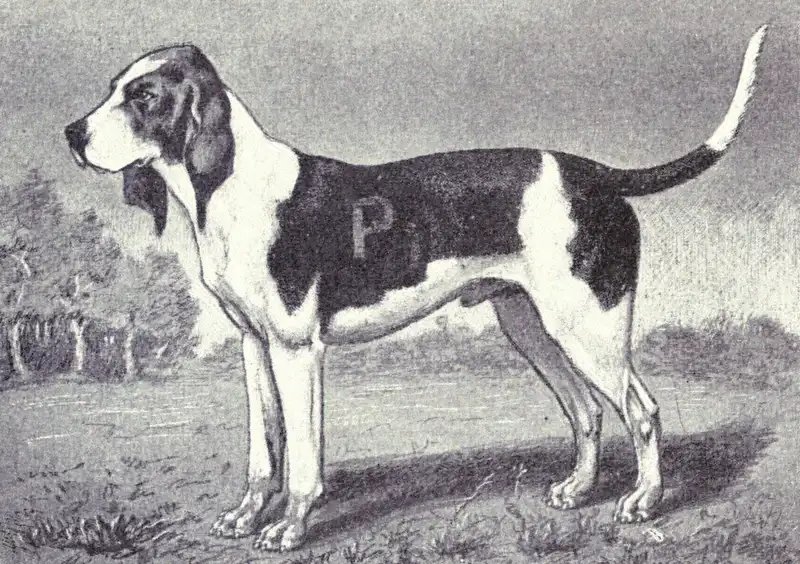 Artois Hound - Scent Hound breed known for being Affectionate and Brave