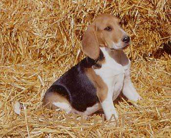 Artois Hound photo thumbnail 2