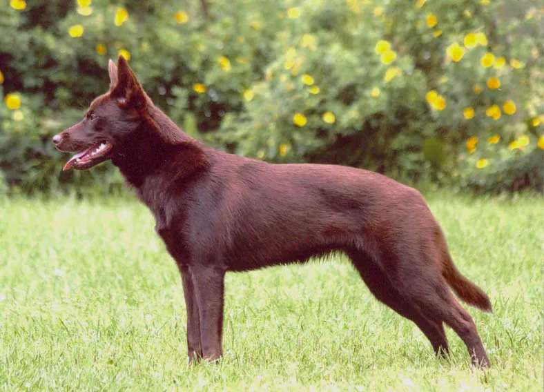 Australian Kelpie photo thumbnail 1