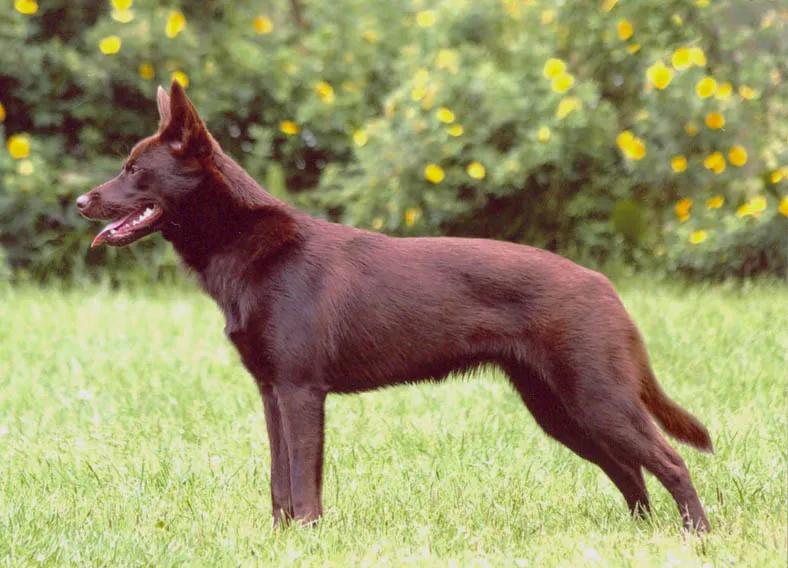 Australian Kelpie, a 86% match to Australian Stumpy Tail Cattle Dog