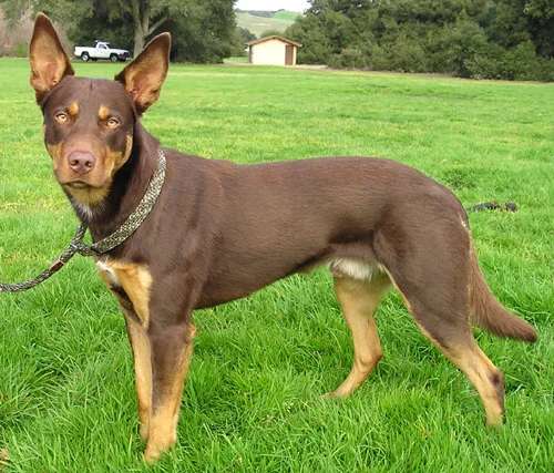 Australian Kelpie photo thumbnail 2
