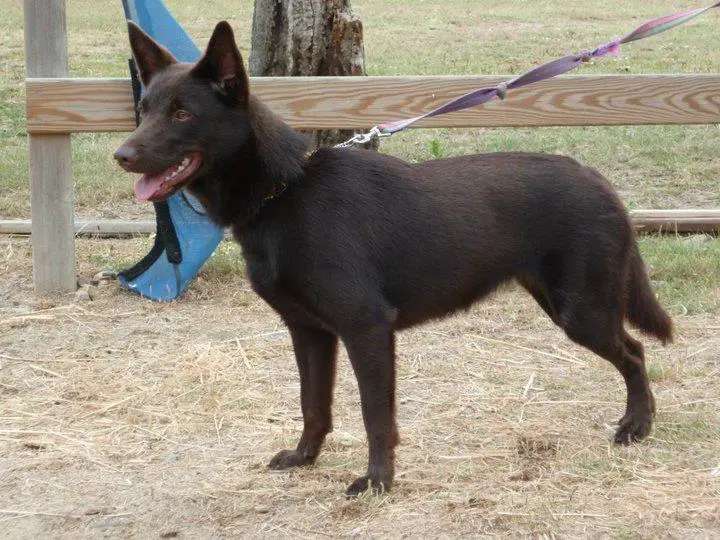 Australian Kelpie photo thumbnail 3