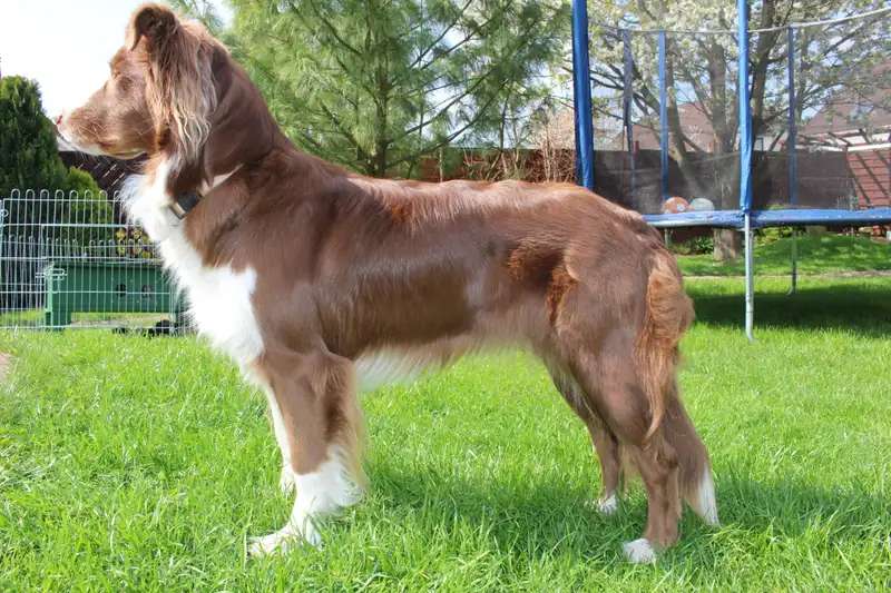 Australian Shepherd photo thumbnail 1