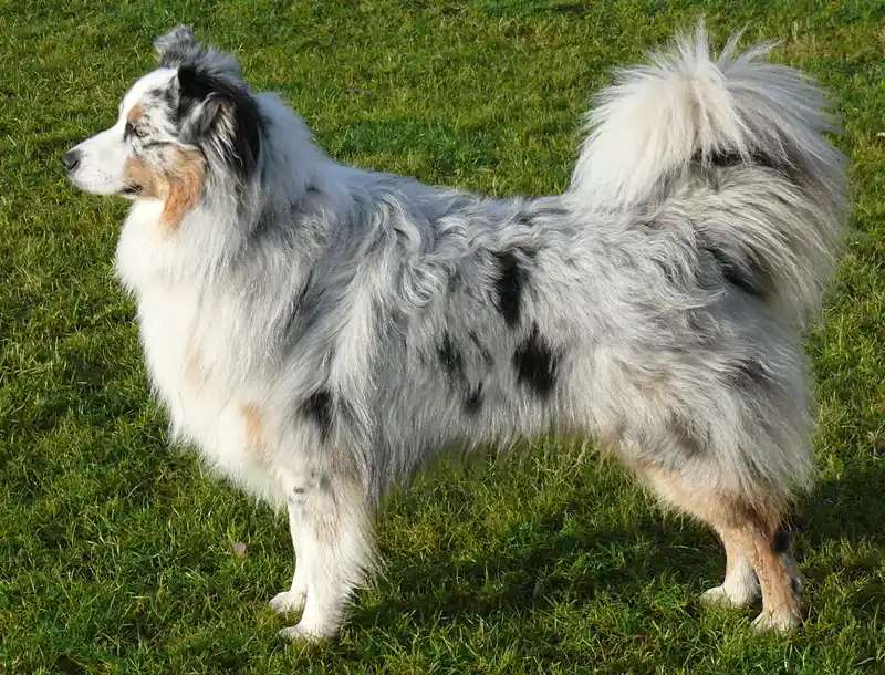 Australian Shepherd photo thumbnail 2