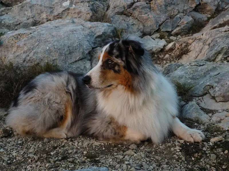 Australian Shepherd photo thumbnail 3
