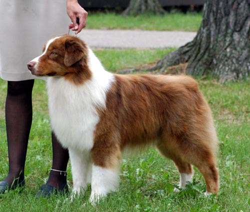 Australian Shepherd photo thumbnail 7