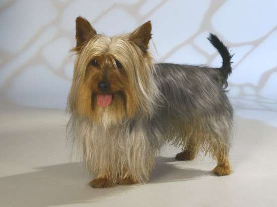Australian Silky Terrier photo thumbnail 2