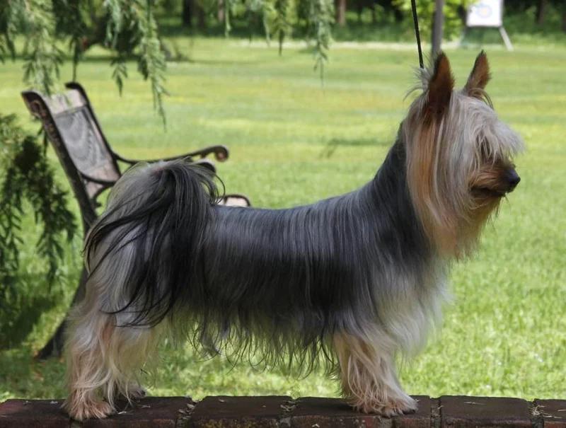 Australian Silky Terrier, a 82% match to Toy Manchester Terrier