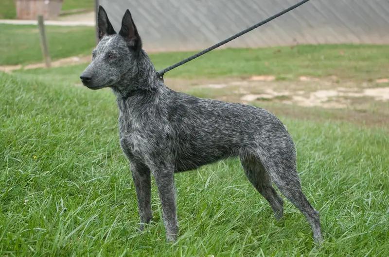 Australian Stumpy Tail Cattle Dog, a 89% match to Blue Lacy