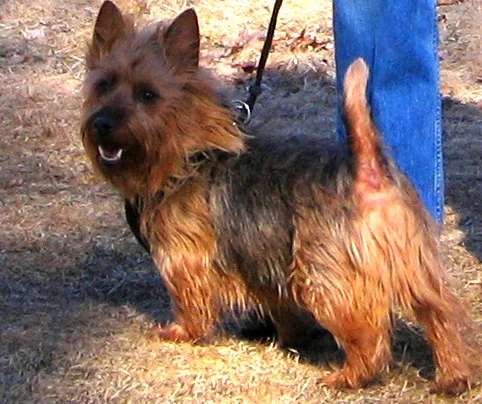 Australian Terrier photo thumbnail 1