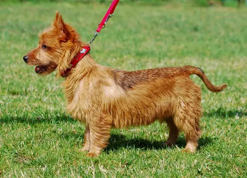 Australian Terrier photo thumbnail 2