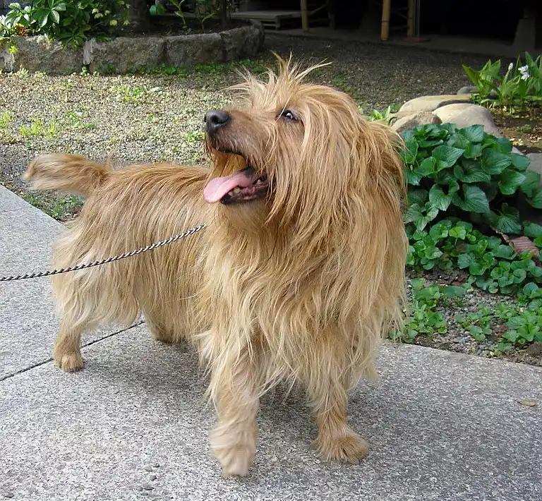 Australian Terrier, a 88% match to Markiesje