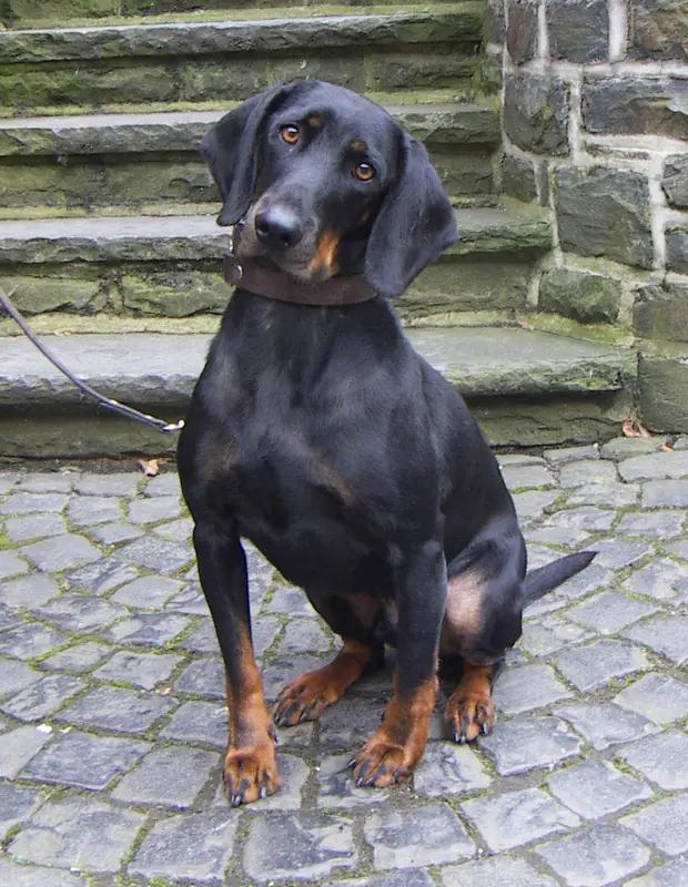 Austrian Black and Tan Hound, a 88% match to Rajapalayam