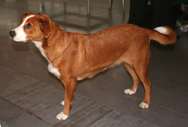 Austrian Pinscher photo thumbnail 1