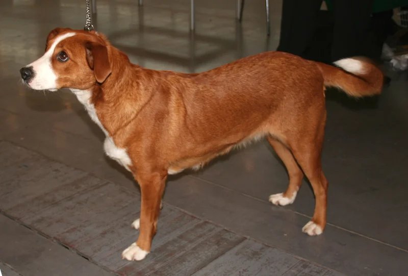 Austrian Pinscher - Pinscher breed known for being Affectionate and Alert