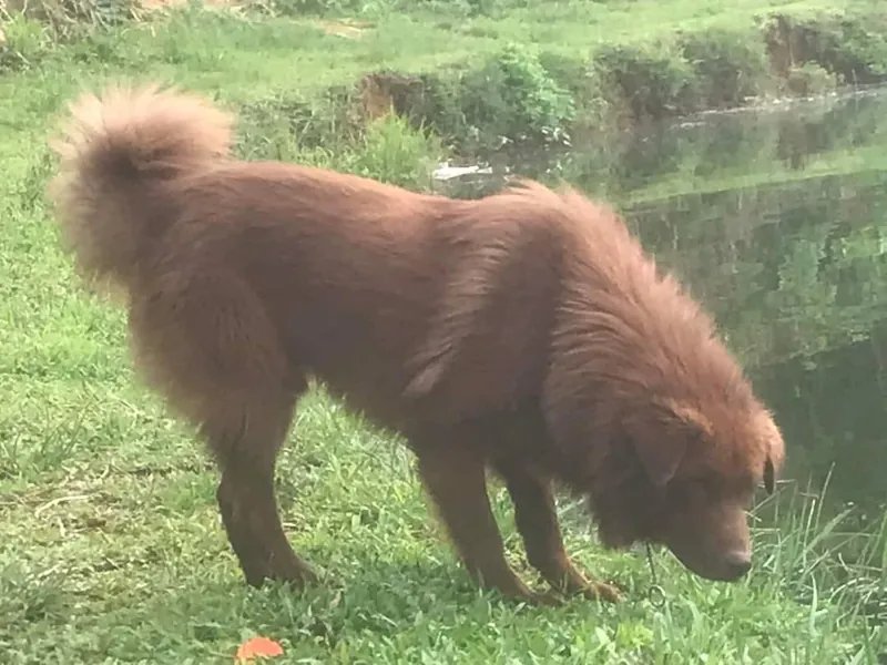 Bac Ha - Working breed known for being Affectionate and Alert