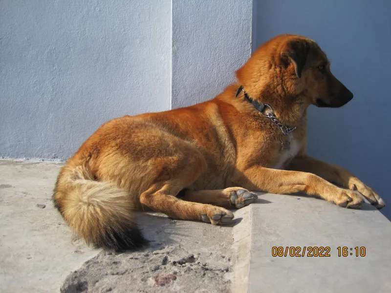 Bakharwal Dog photo thumbnail 1