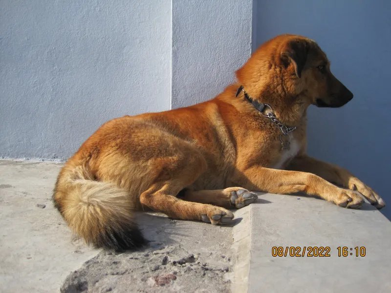 Bakharwal Dog - Working breed, Affectionate and Independent