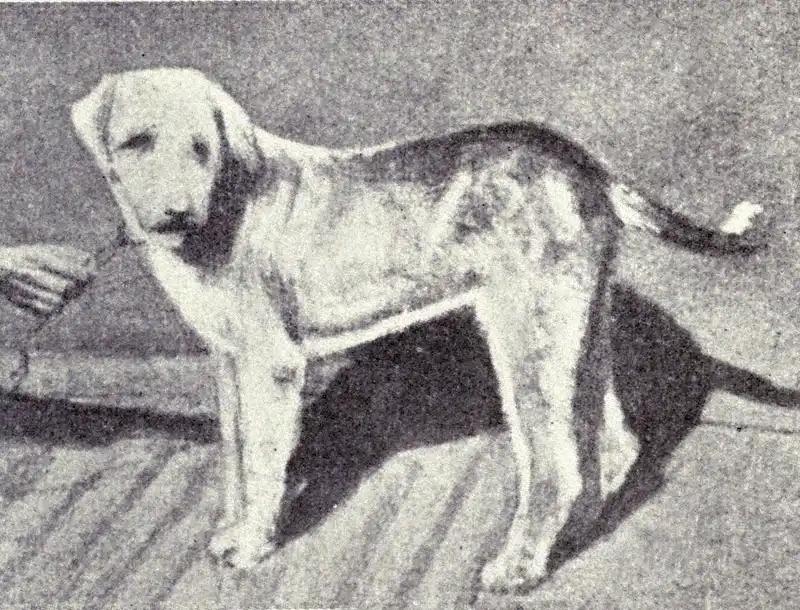 Banjara Hound, a 86% match to Dogo Cubano