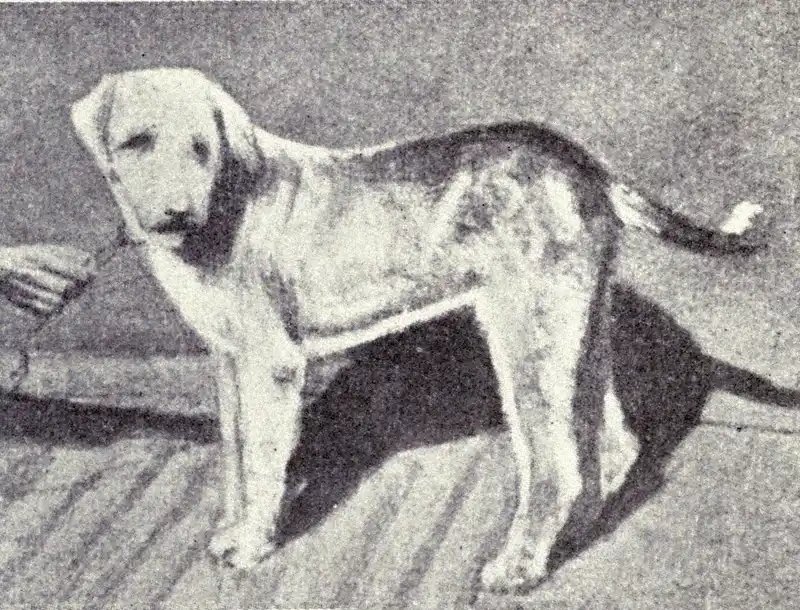 Banjara Hound - Sighthound breed, Agile and Alert