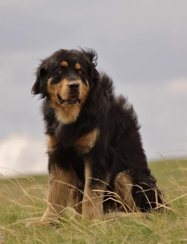 Bankhar Dog, a 89% match to Georgian Shepherd