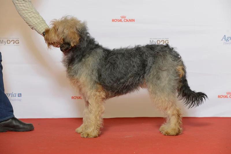 Bosnian Coarse-Haired Hound, a 84% match to Anglo-Francais de Petite Venerie