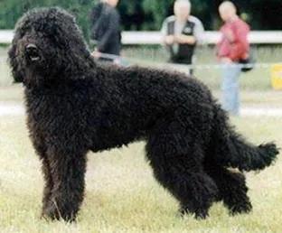 Barbet, a 90% match to Picardy Spaniel