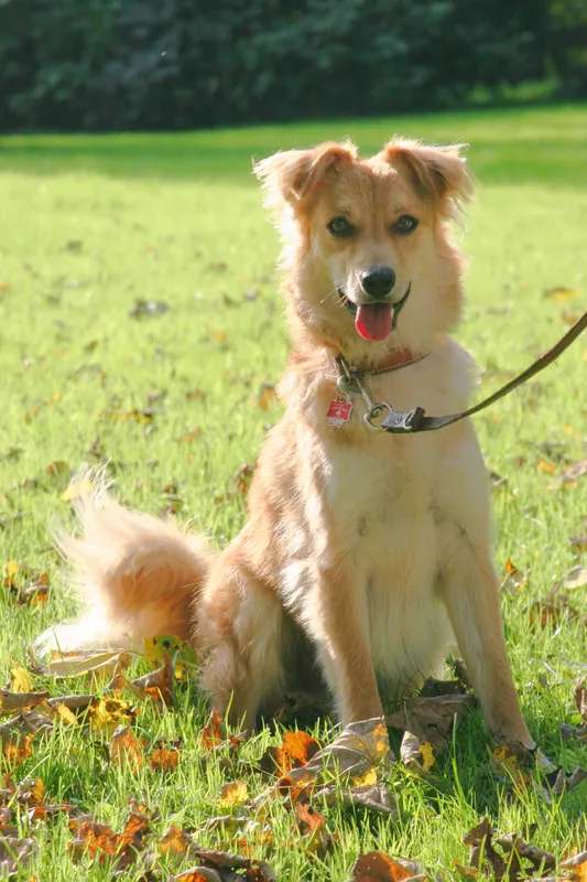 Basque Shepherd Dog photo thumbnail 1