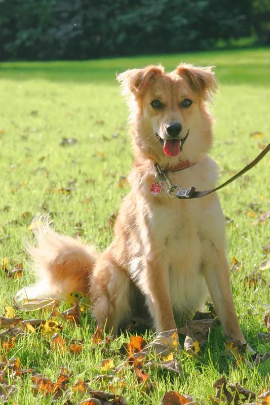 Basque Shepherd Dog - Herding breed known for being Affectionate and Energetic