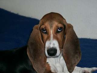 Basset Artesien Normand photo thumbnail 3