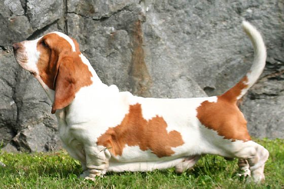 Basset Hound - Hound breed known for being Affectionate and Gentle