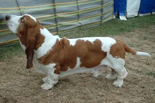 Basset Hound photo thumbnail 2