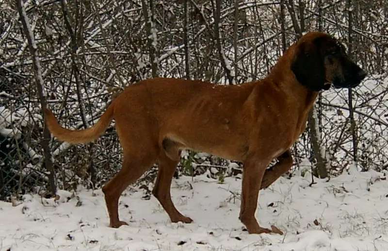 Bavarian Mountain Hound photo thumbnail 1
