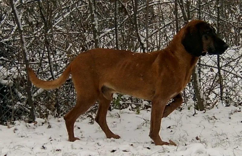 Bavarian Mountain Hound - Scent Hound breed known for being Affectionate and Calm