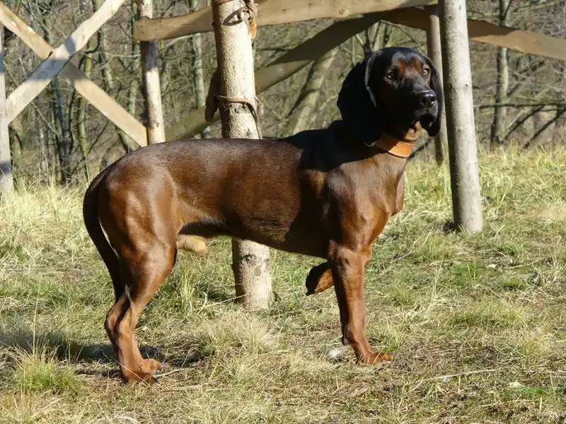 Bavarian Mountain Hound photo thumbnail 3
