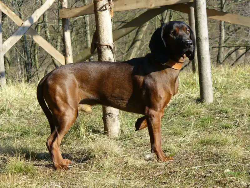 Bavarian Mountain Hound - Scent Hound dog breed