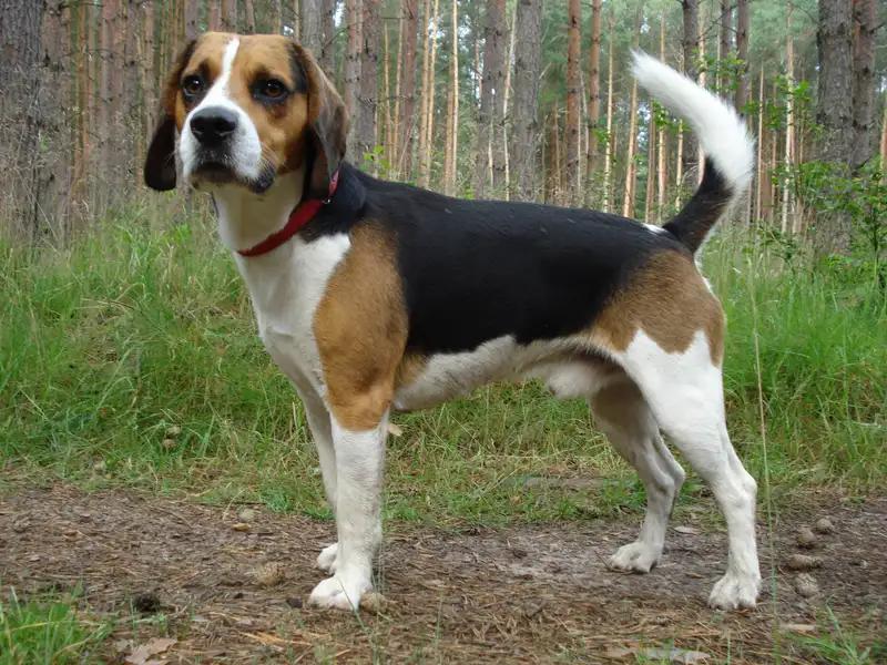 Beagle-Harrier, a 90% match to Gonczy Polski